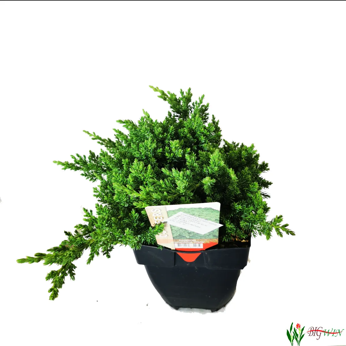 juniperus proc. “nana” - slika 2