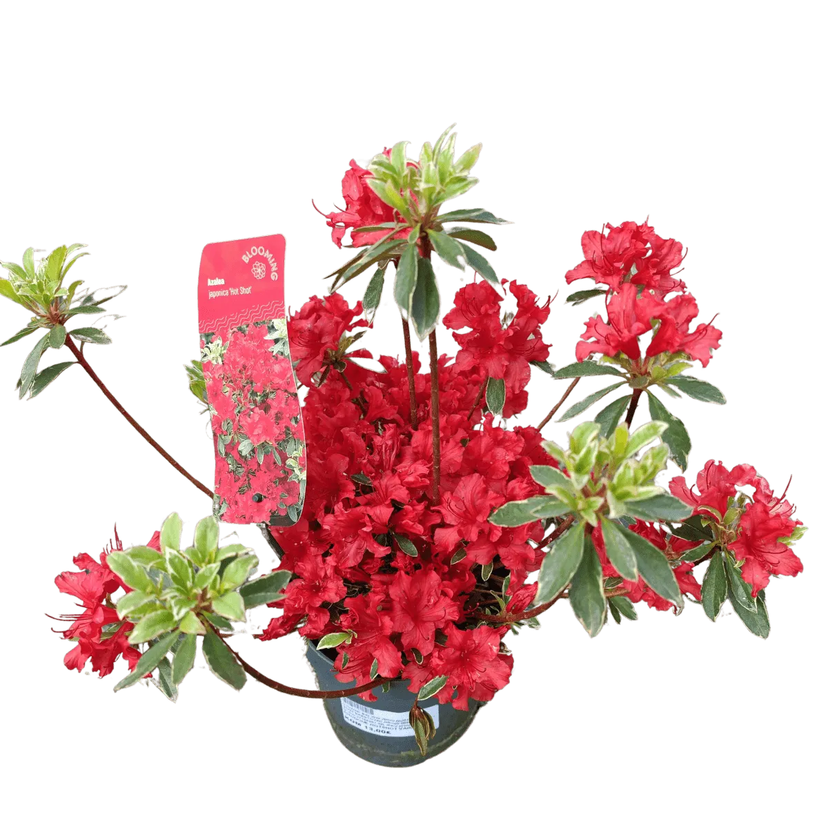 rhododendron jap. “hot shot” - slika 4