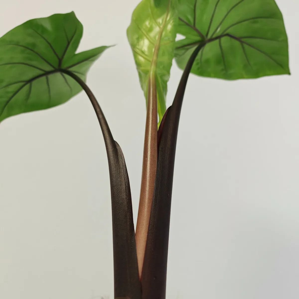 alocasia “black cobra” - slika 4