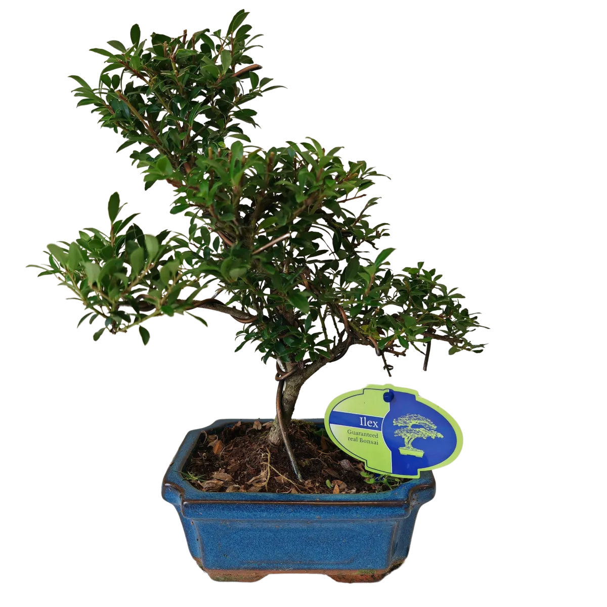 bonsai vanjski “ilex” - slika 2