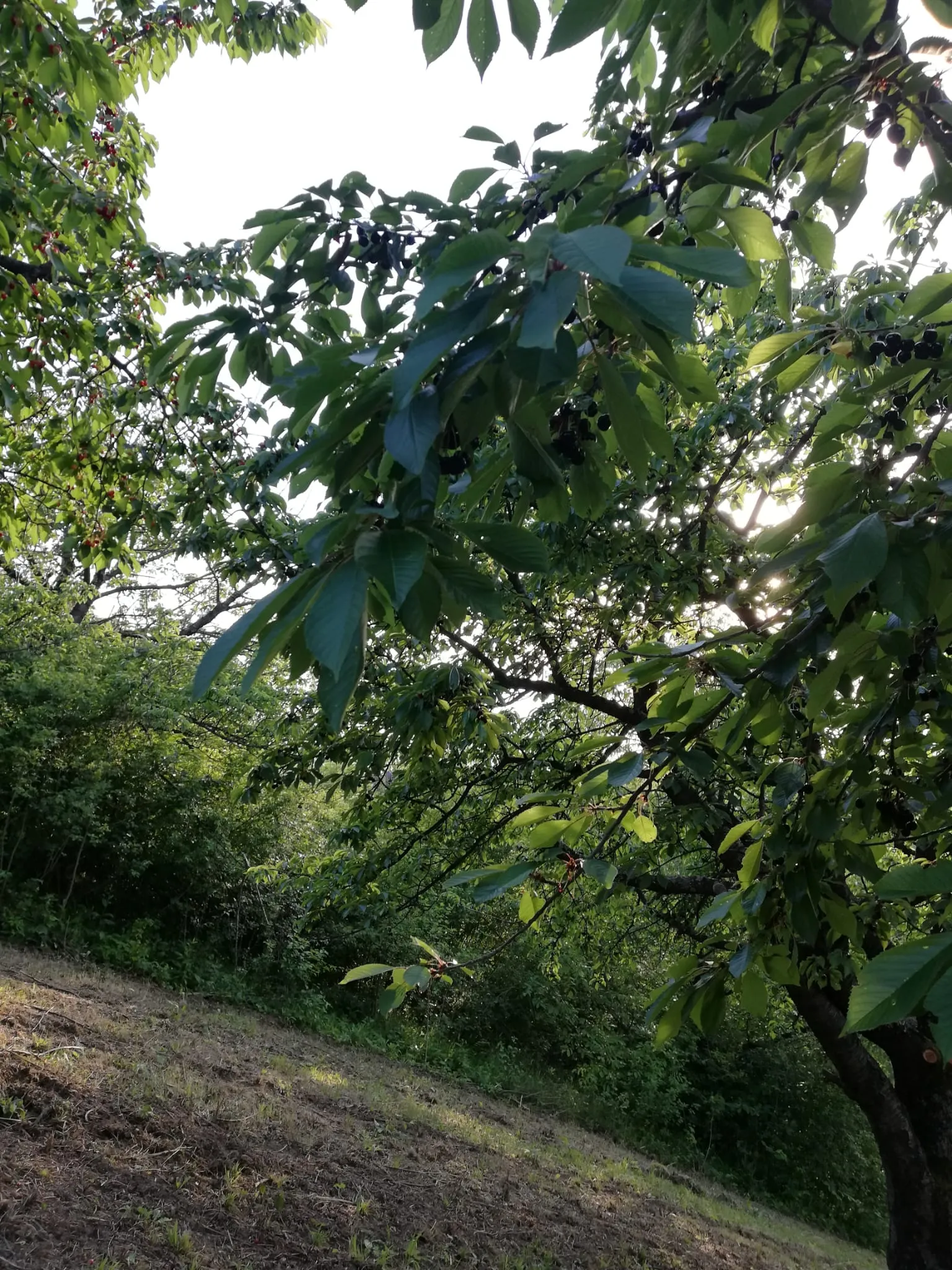 gradilište-voćnjak 1119 m2 markuševec****prodaja-zamjena**** - slika 24