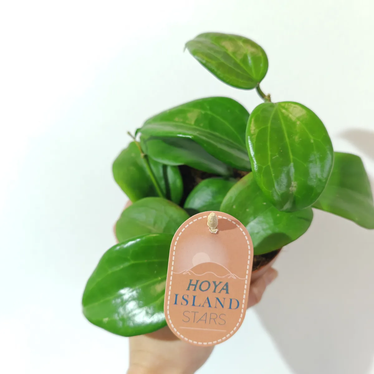 hoya “quinquenervia” - slika 3