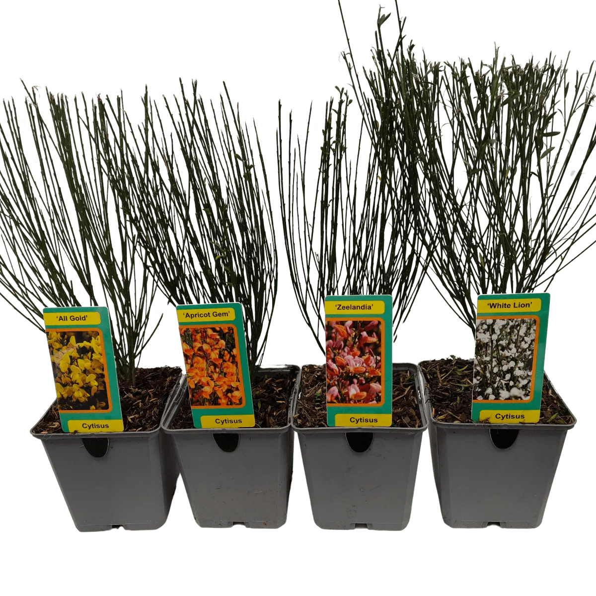 cytisus *cvatući grm* - slika 2