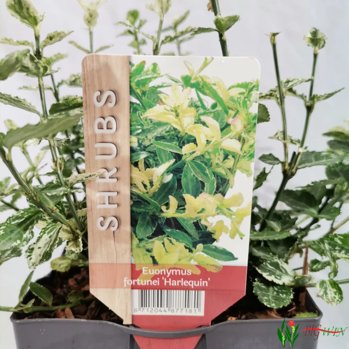 euonymus fort “harlequin” - slika 2