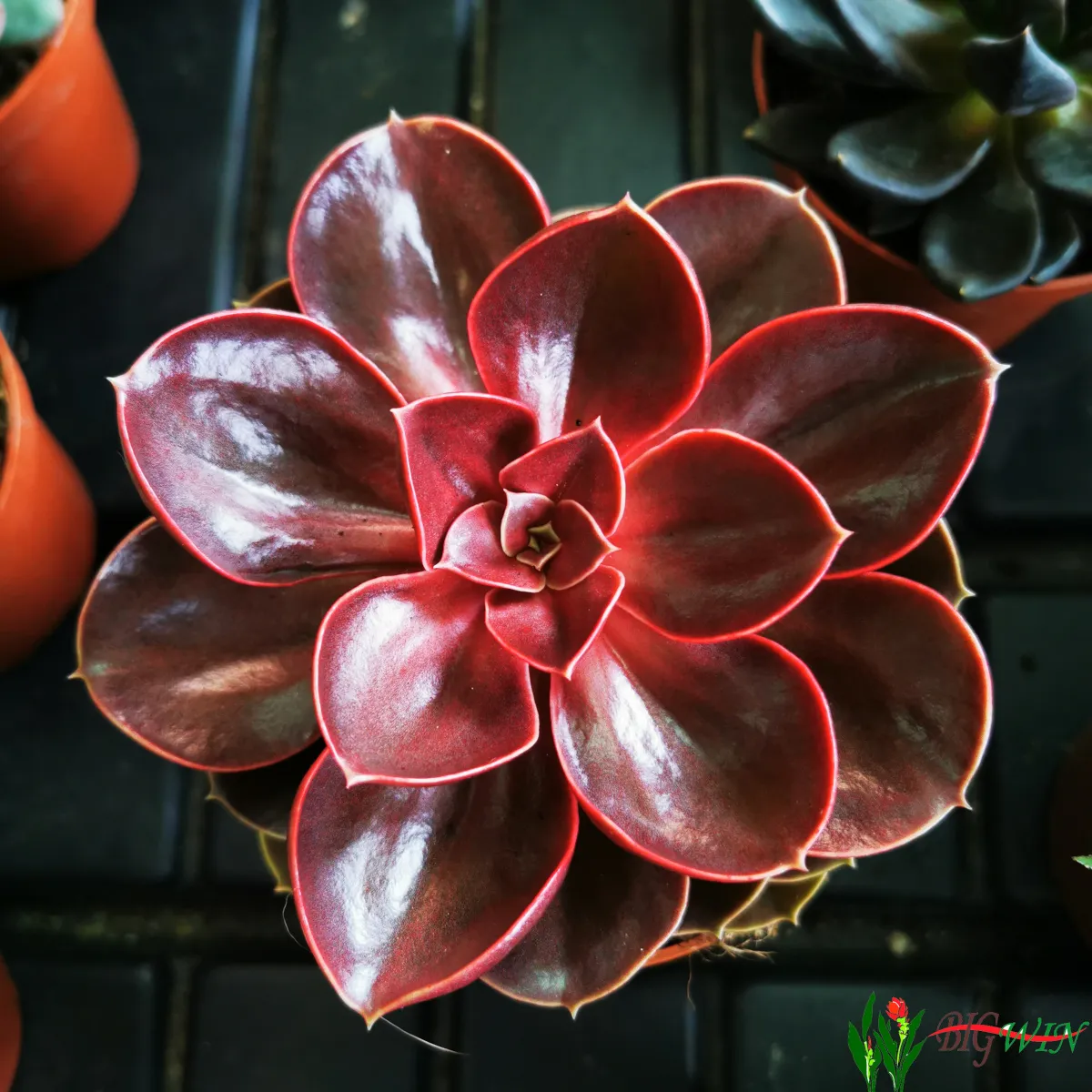 echeveria - sobno cvijeće - slika 9