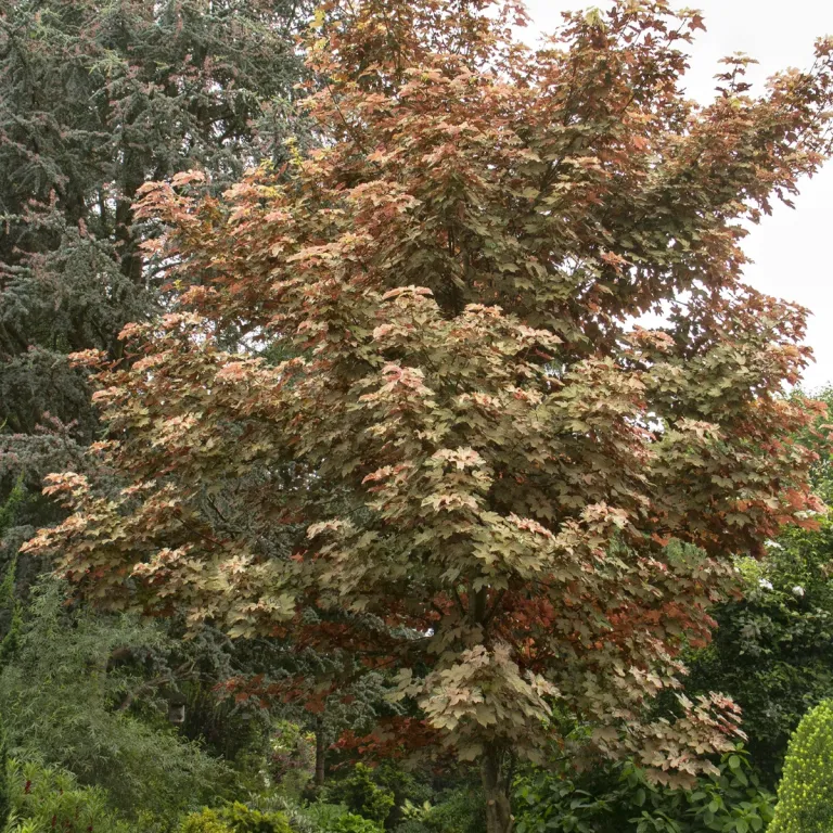 acer pseu. “esk sunset” - slika 2