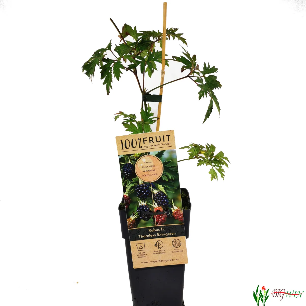 kupina “thornless evergreen” - slika 3