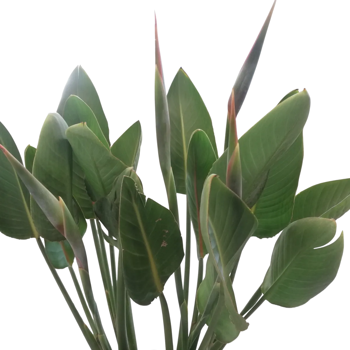 strelitzia “reginae” - slika 3