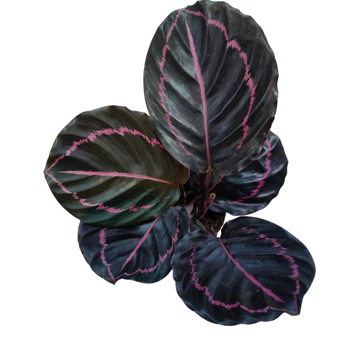 calathea r. “dottie” - slika 2