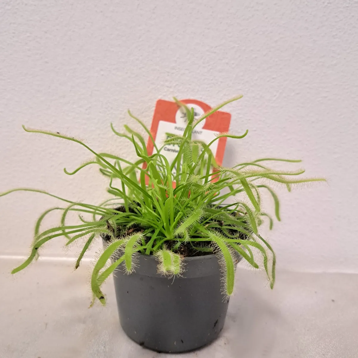 muholovke / drosera - slika 5