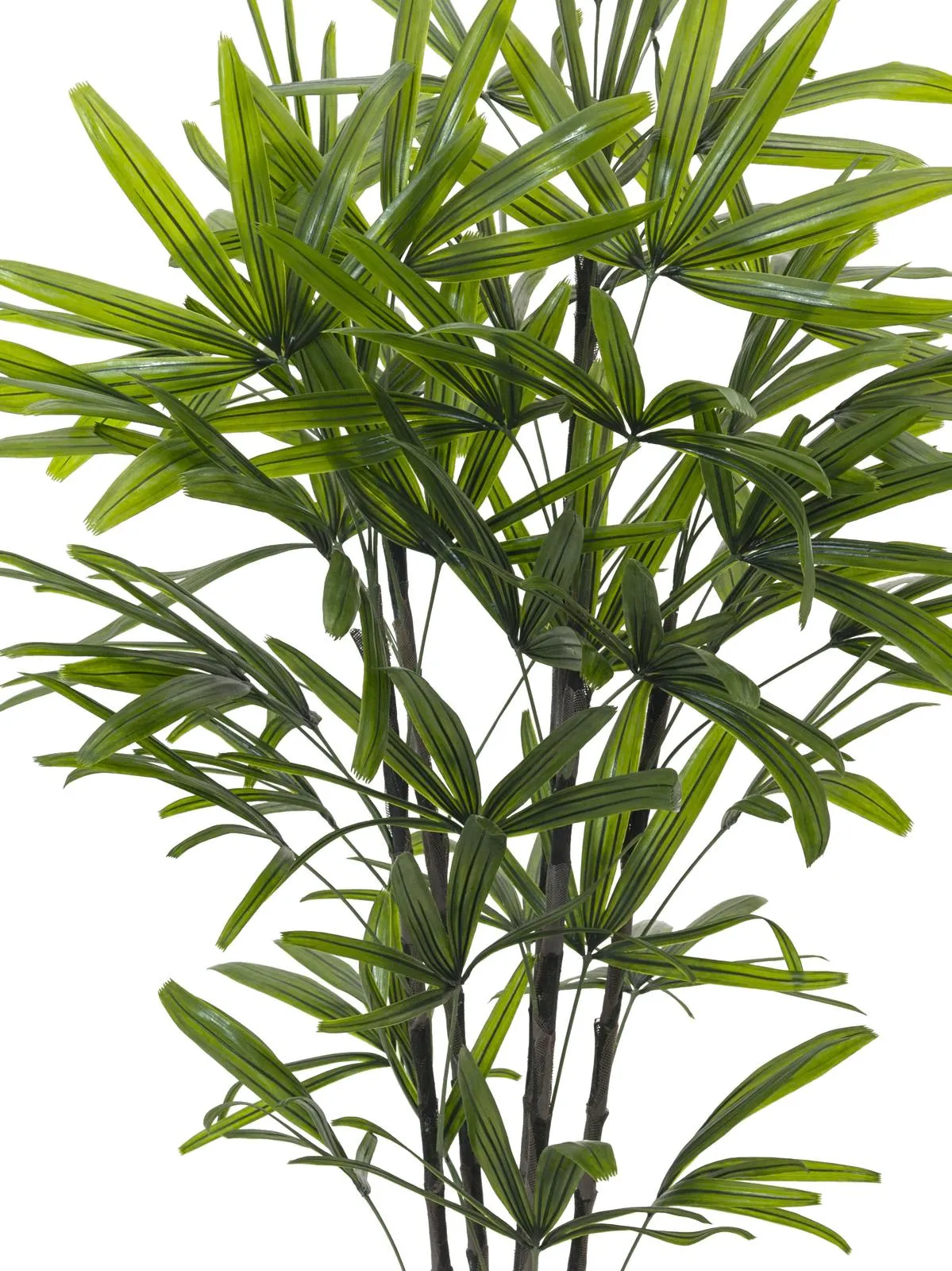 europalms rhapis palm tree, 175cm - slika 2