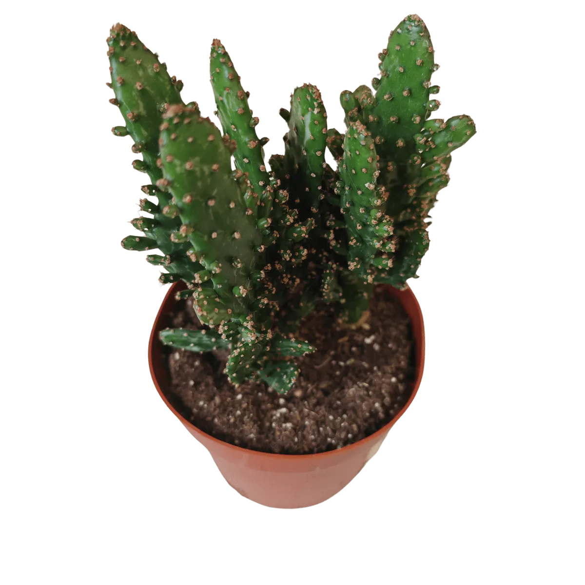 cactus mix - slika 9
