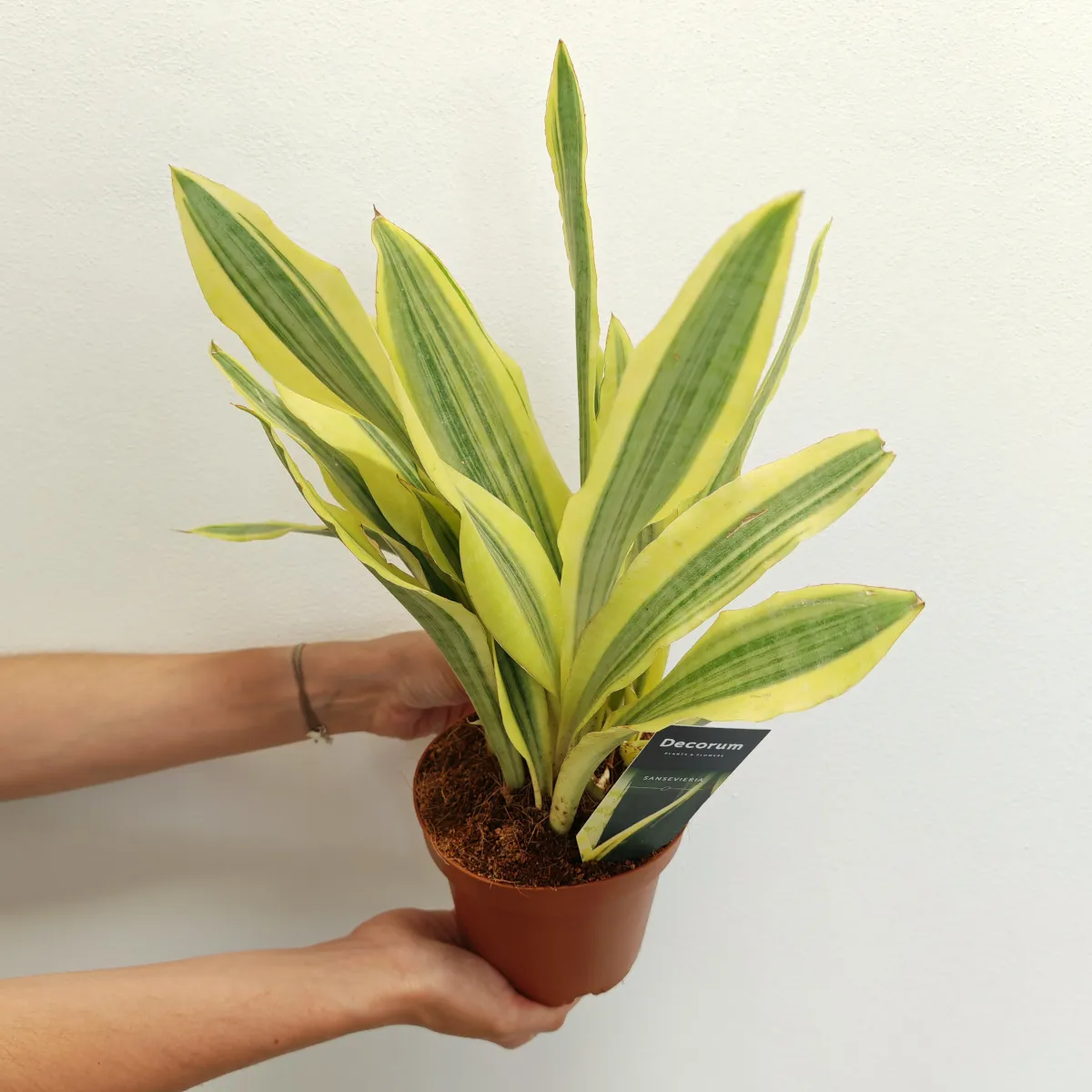 SANSEVIERIA AUB “Yellowstone” - Brestovac