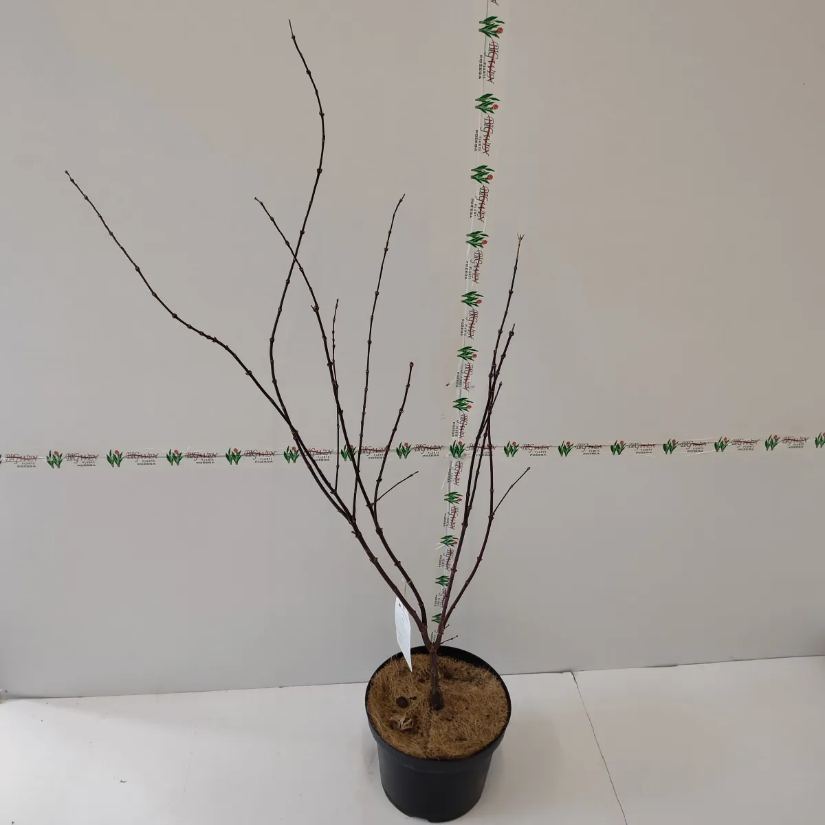 acer pal. “pixie” - slika 3