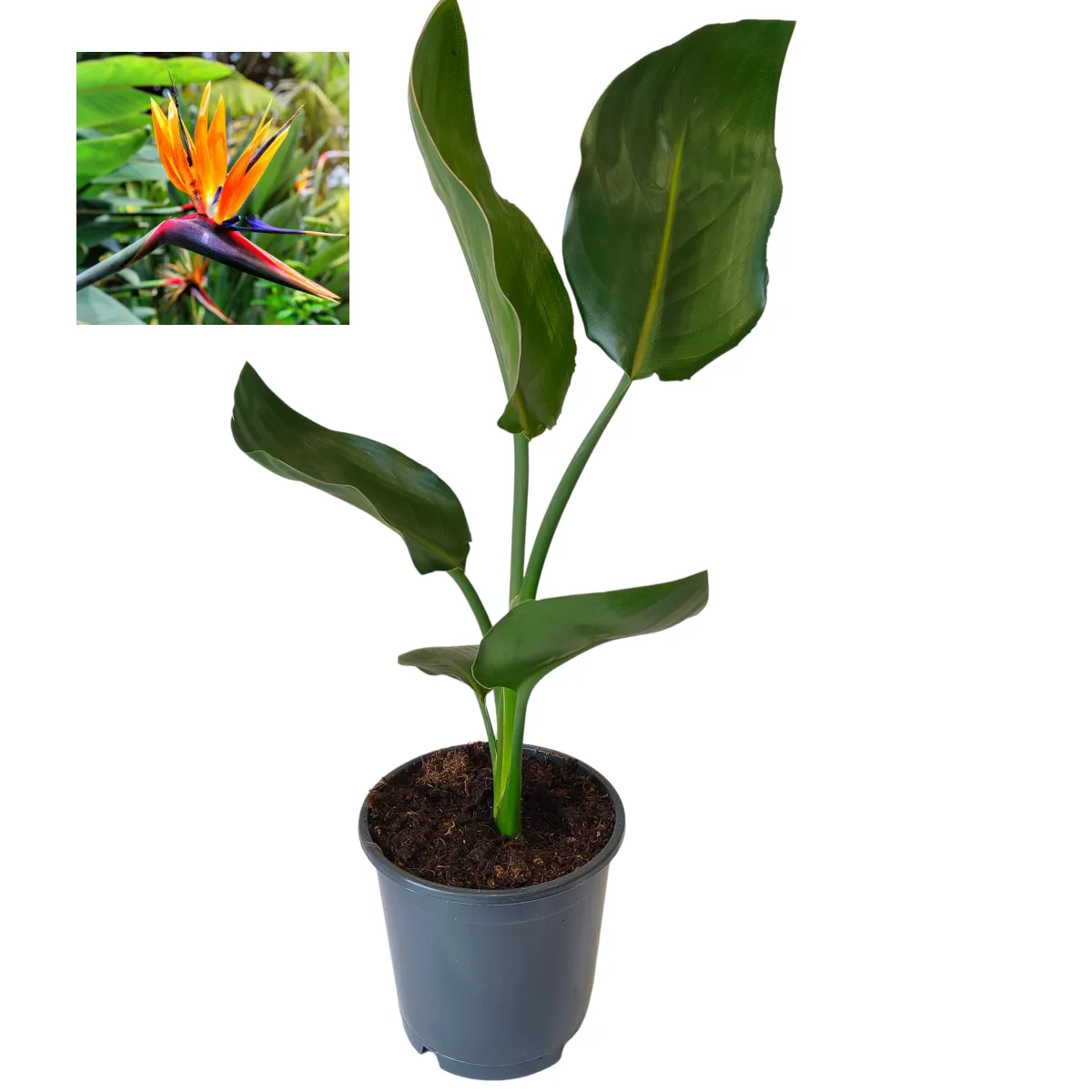 STRELITZIA “Reginae” - Brestovac