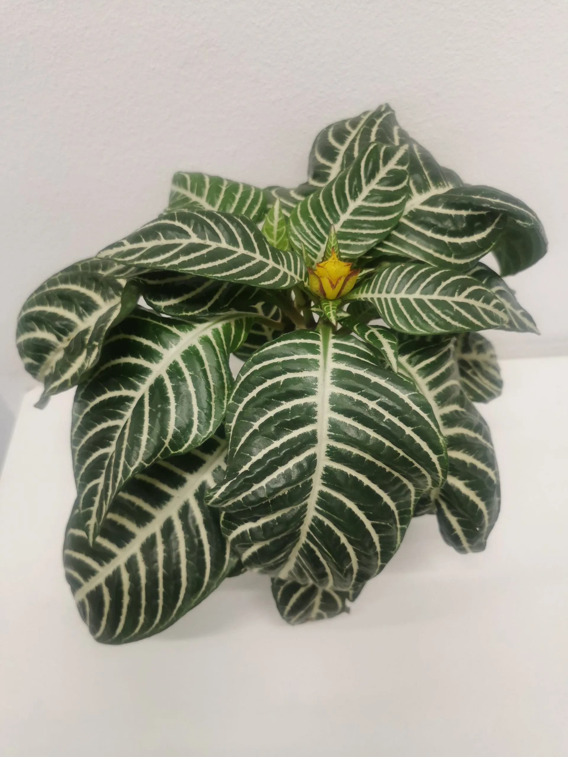 aphelandra sq.”dania” - slika 3