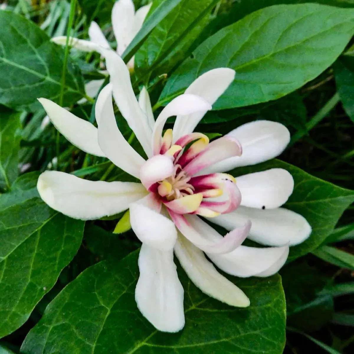 sinocalycanthus c. “venus” - slika 2