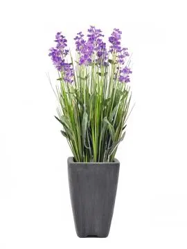 EUROPALMS Lavender, purple, in pot, 45cm - Križevci