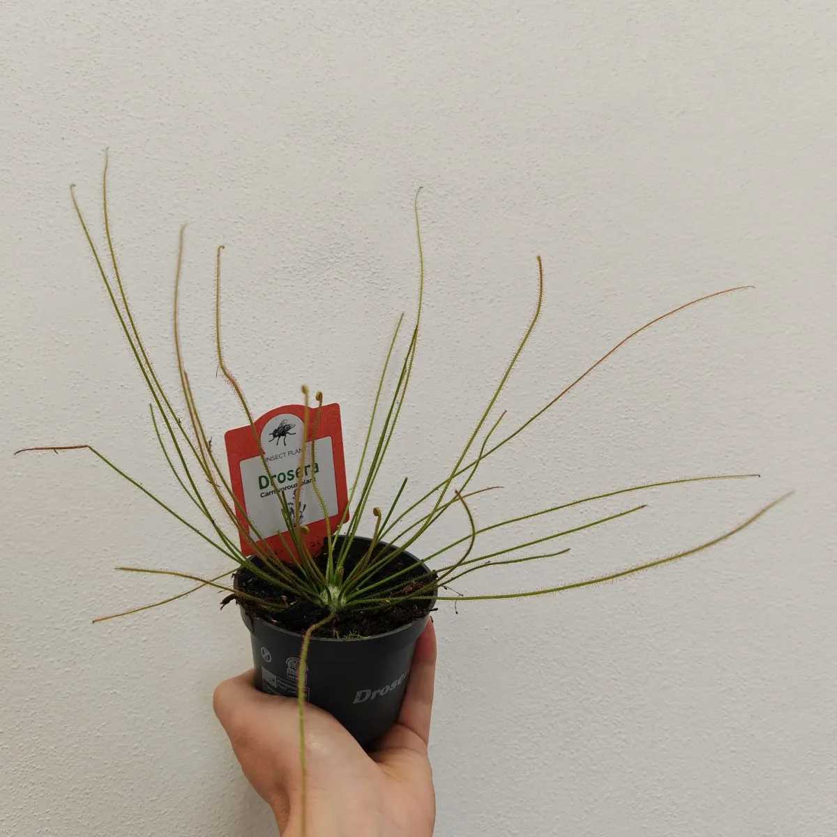 muholovke / drosera - slika 3