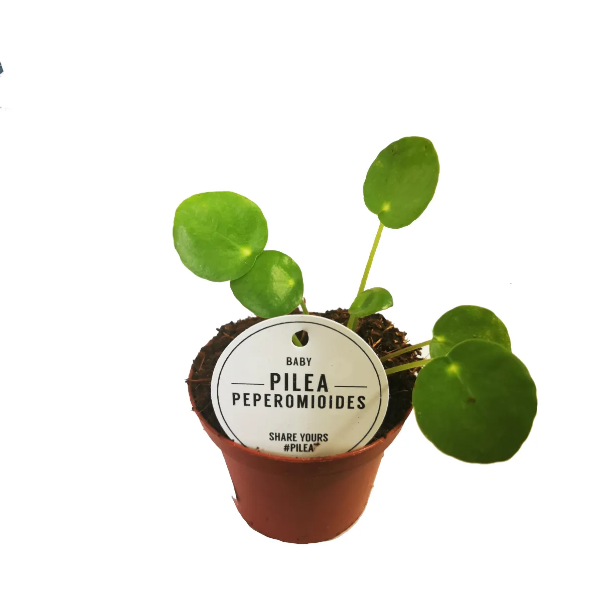 pilea peperomioides - slika 3