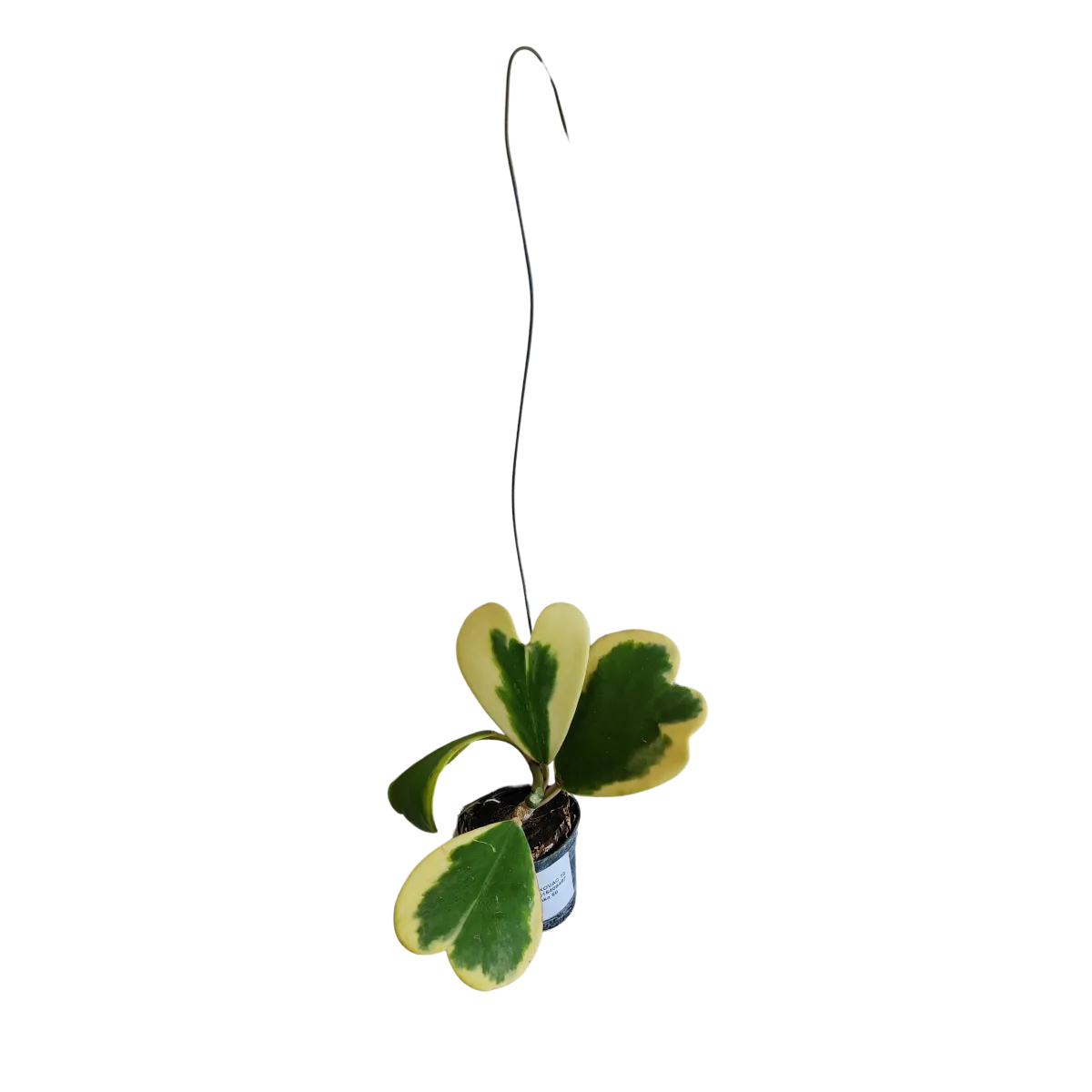 hoya “kerrii” variegata - slika 3