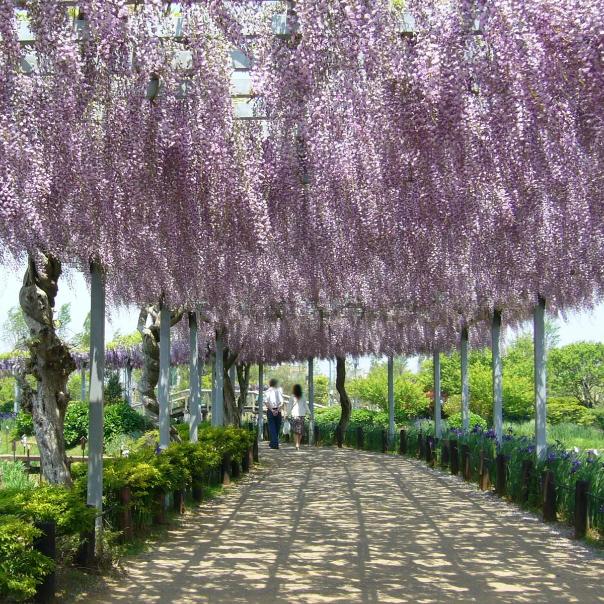 wisteria flor. “rosea” - slika 2
