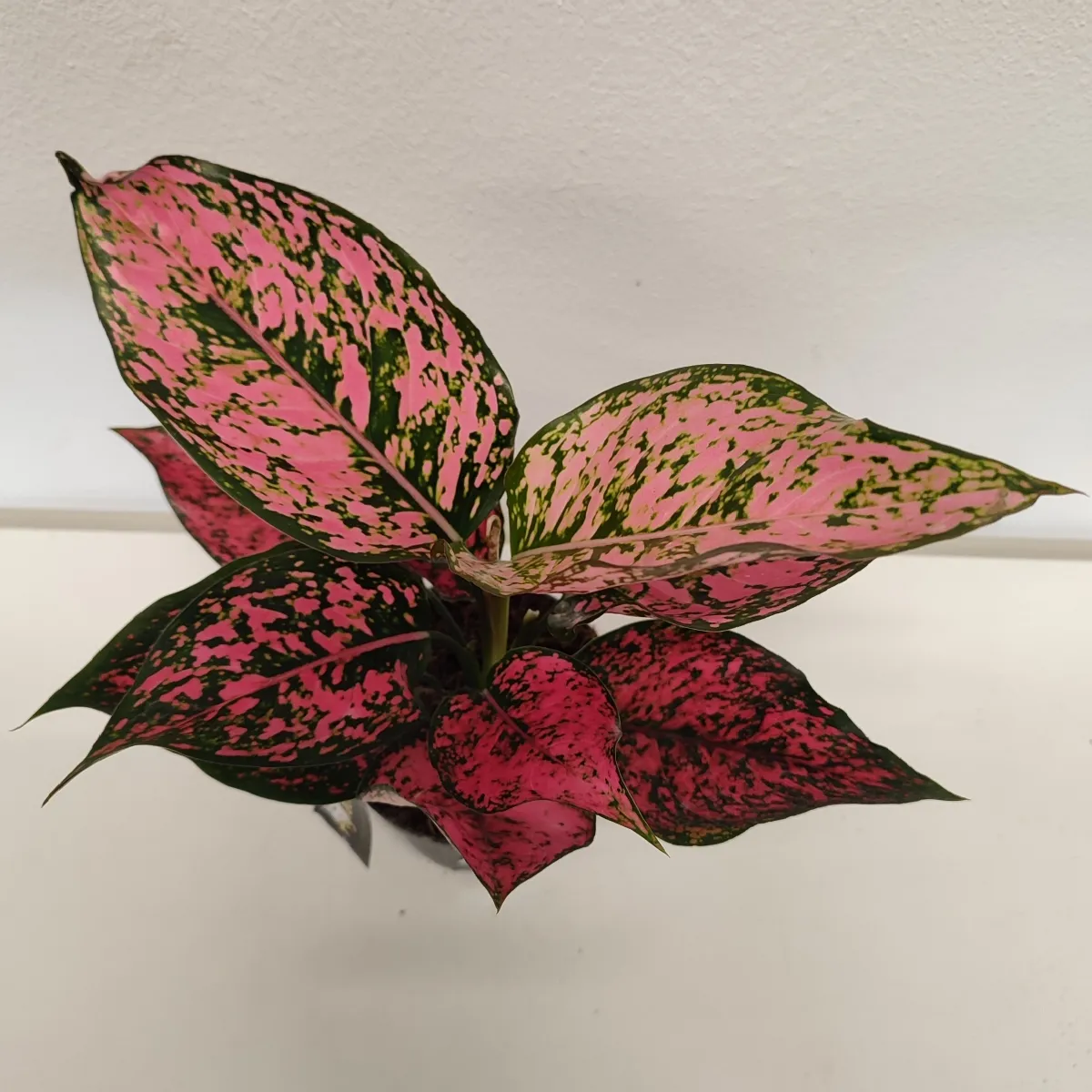 aglaonema “spicy pink” - slika 2