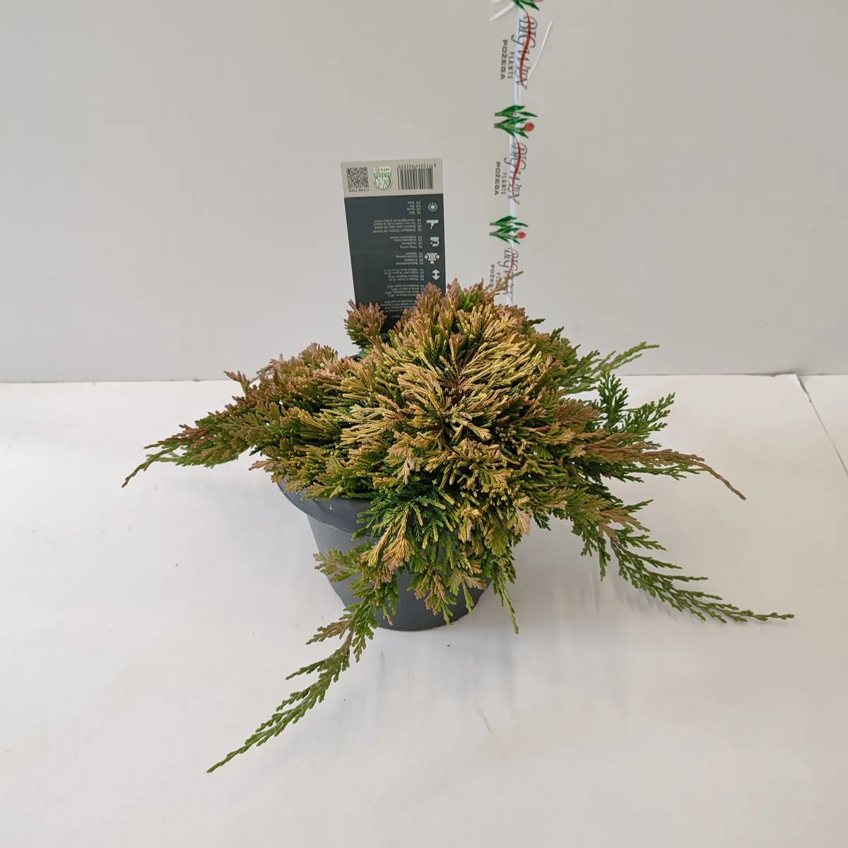juniperus hor. “golden carpet” - slika 3