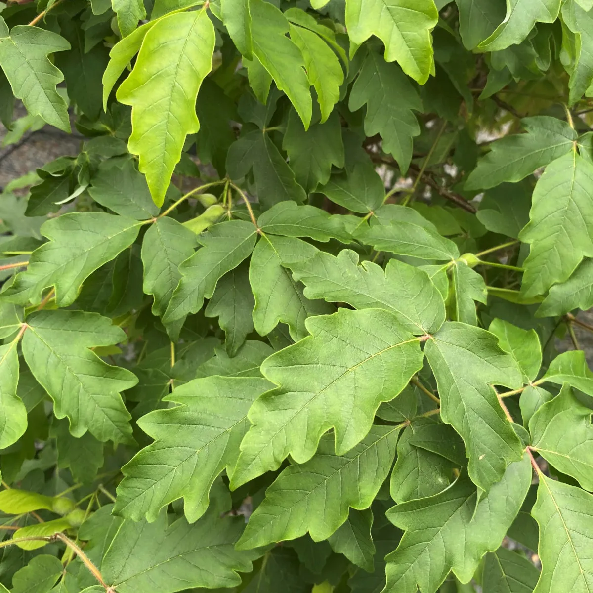 acer griseum - slika 3