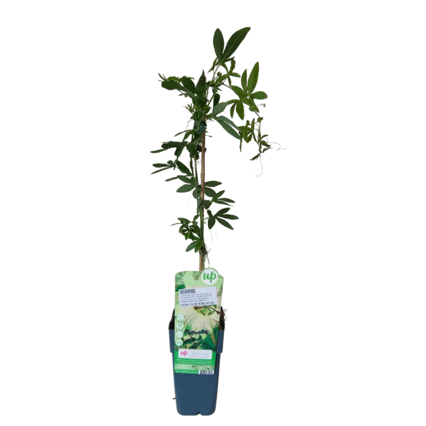 passiflora caeruela - slika 4