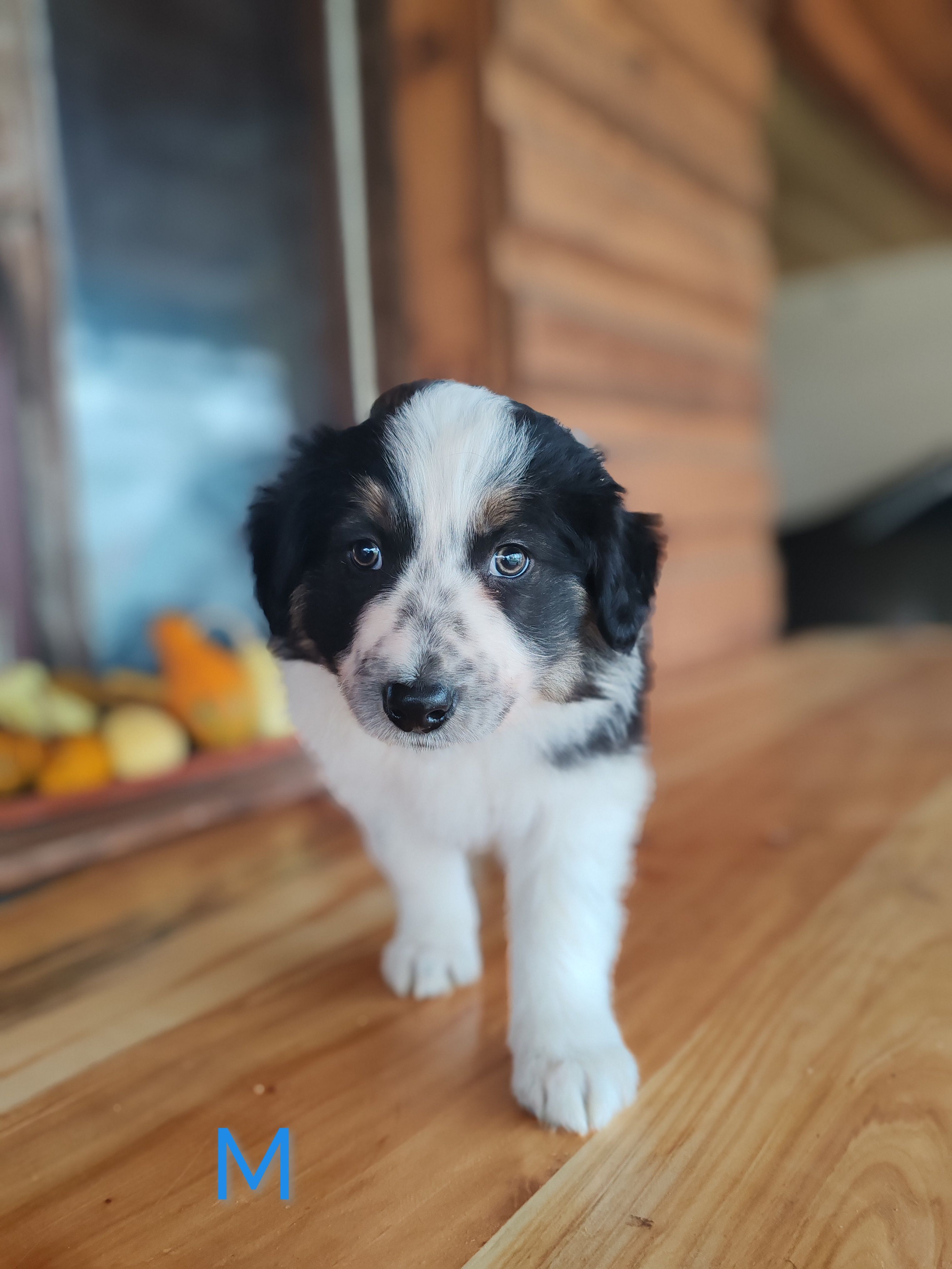 border collie štenci - slika 10