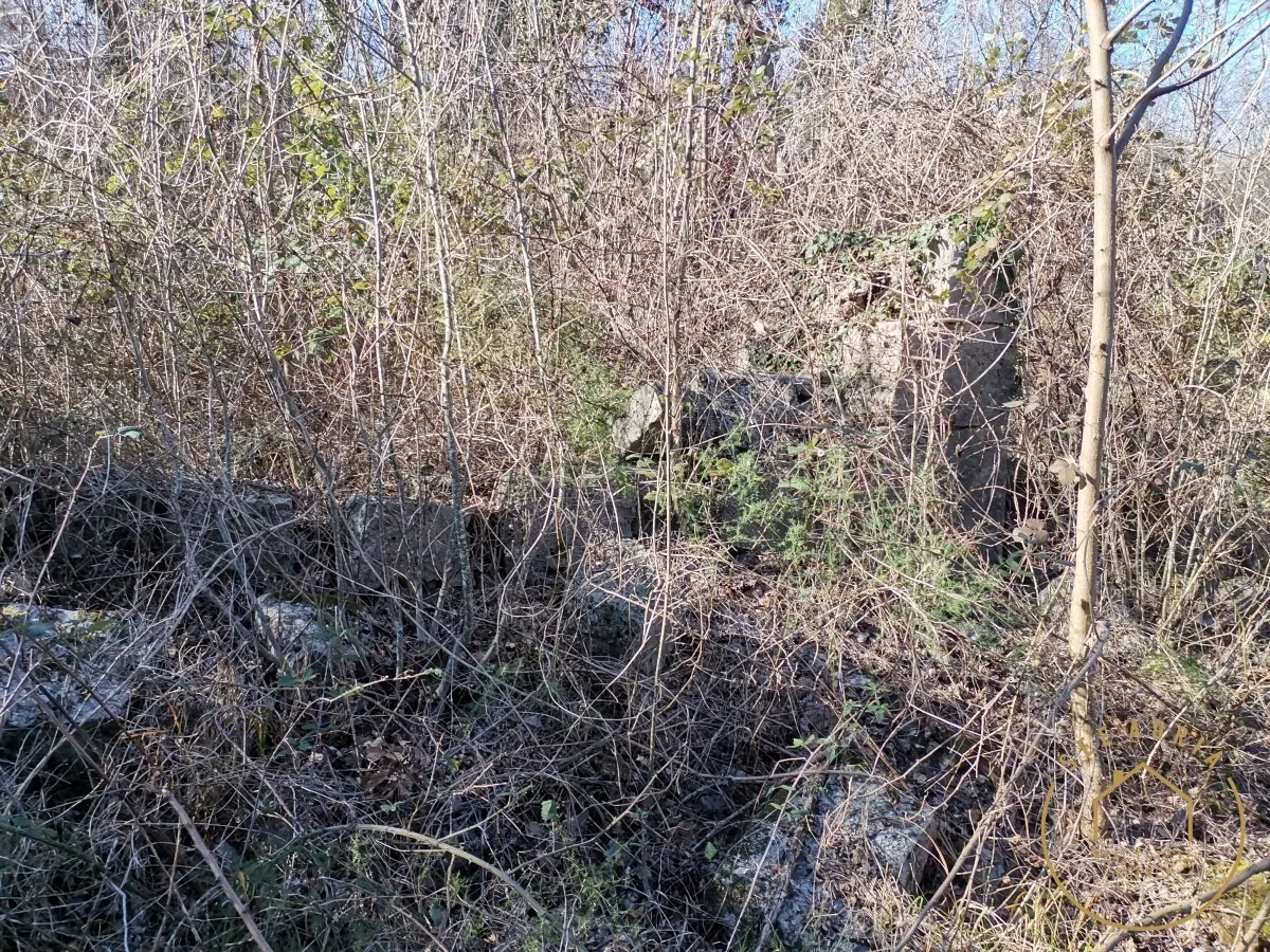 Velika šuma sa ruševinom - Buje