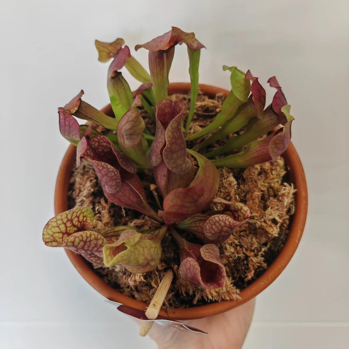 sarracenia - slika 2