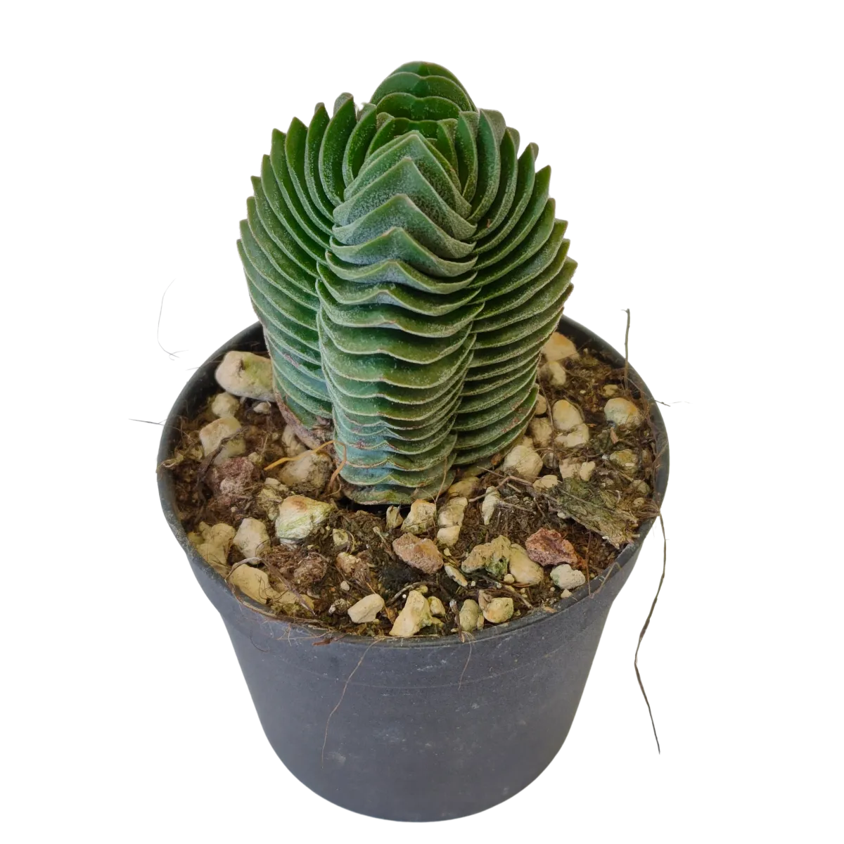 crassula “buddhas temple” - slika 7