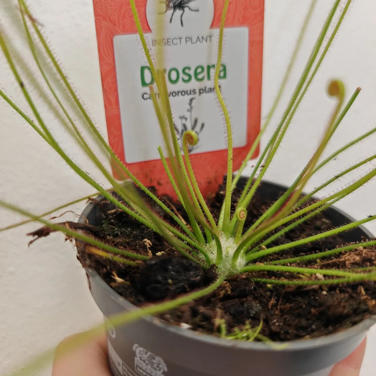 muholovke / drosera - slika 4