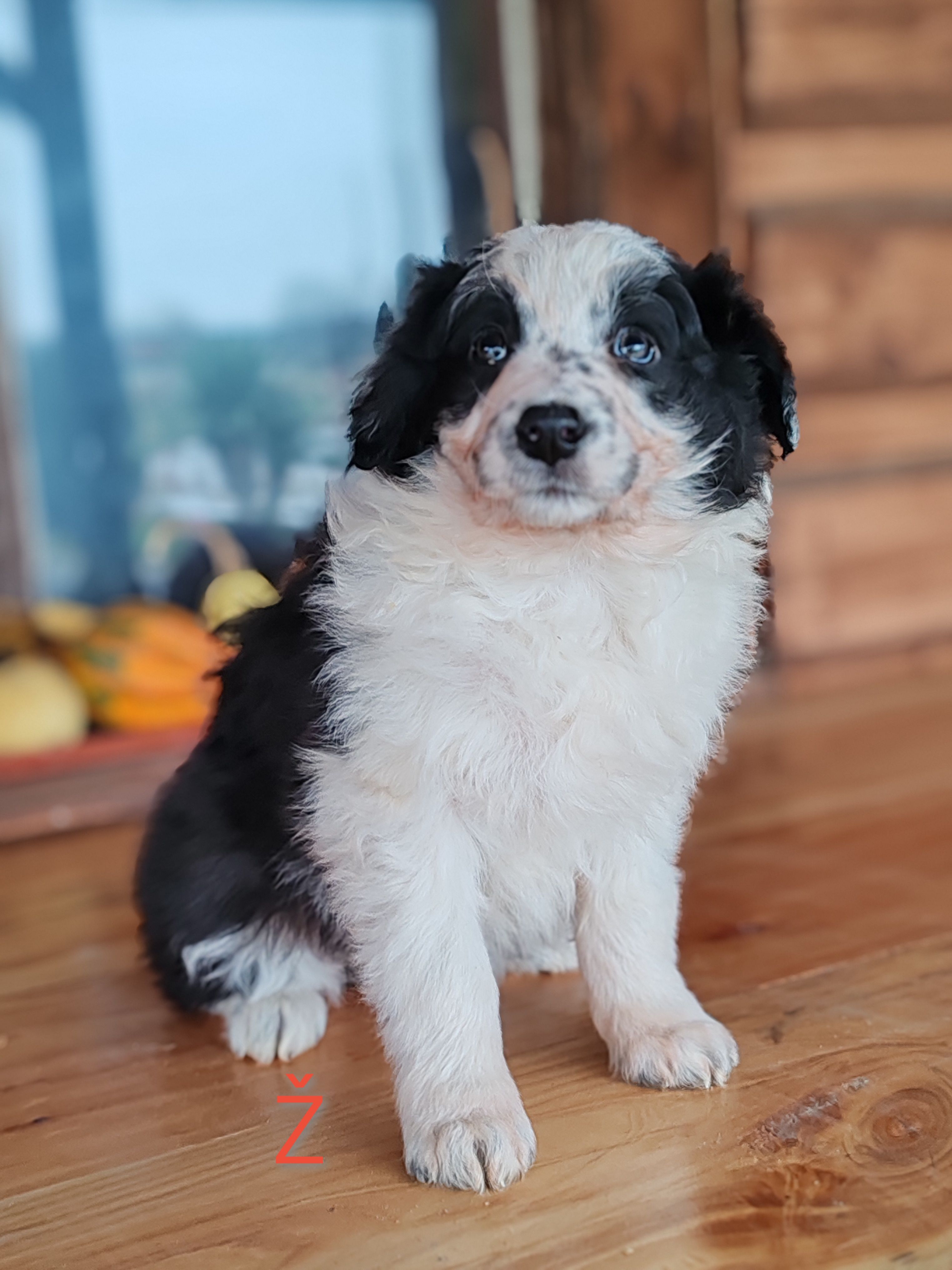 border collie štenci - slika 6