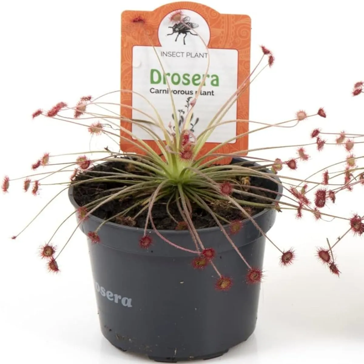 muholovke / drosera - slika 9