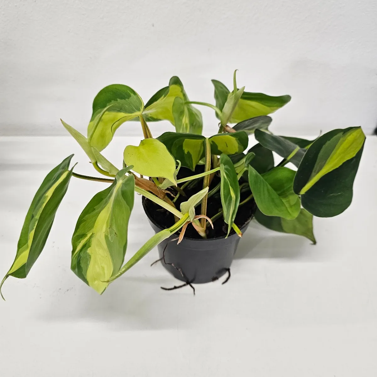philodendron sc. ‘brasil’ - slika 2