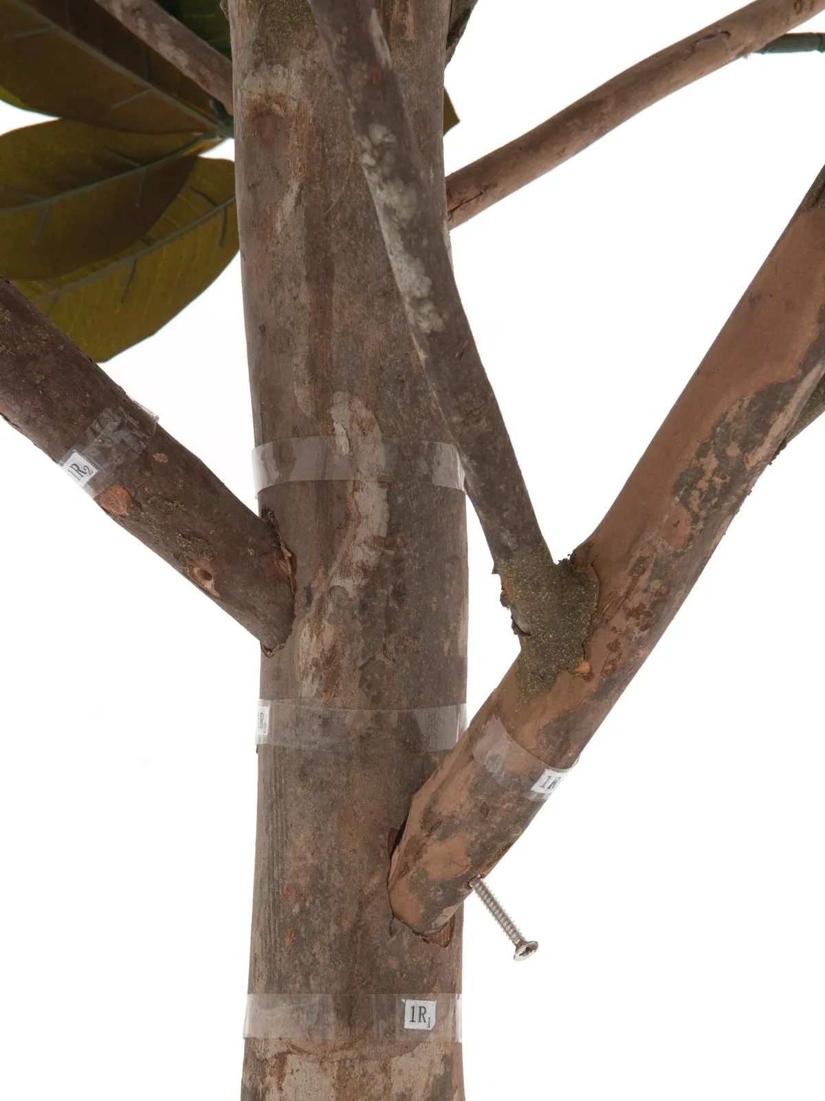 europalms magnolia tree, 150cm - slika 3