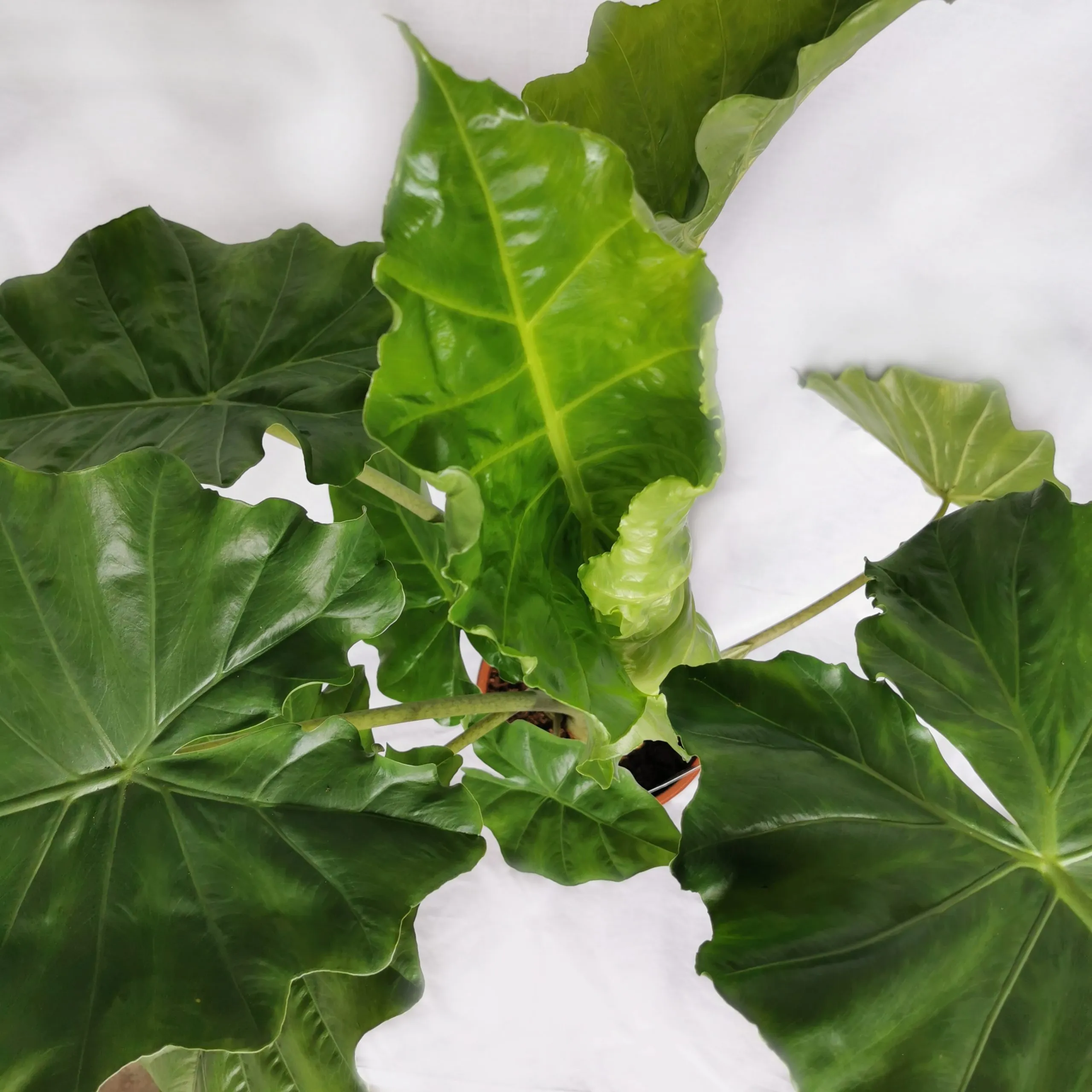 alocasia “portodora” - slika 3