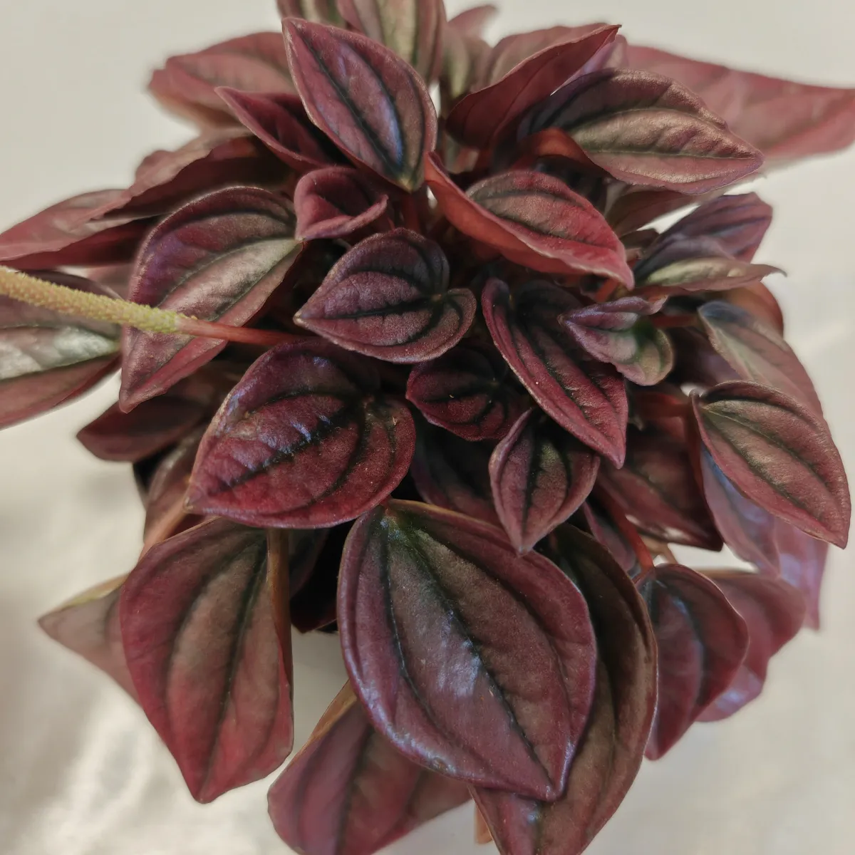 peperomia caperata “cayenne” - slika 2