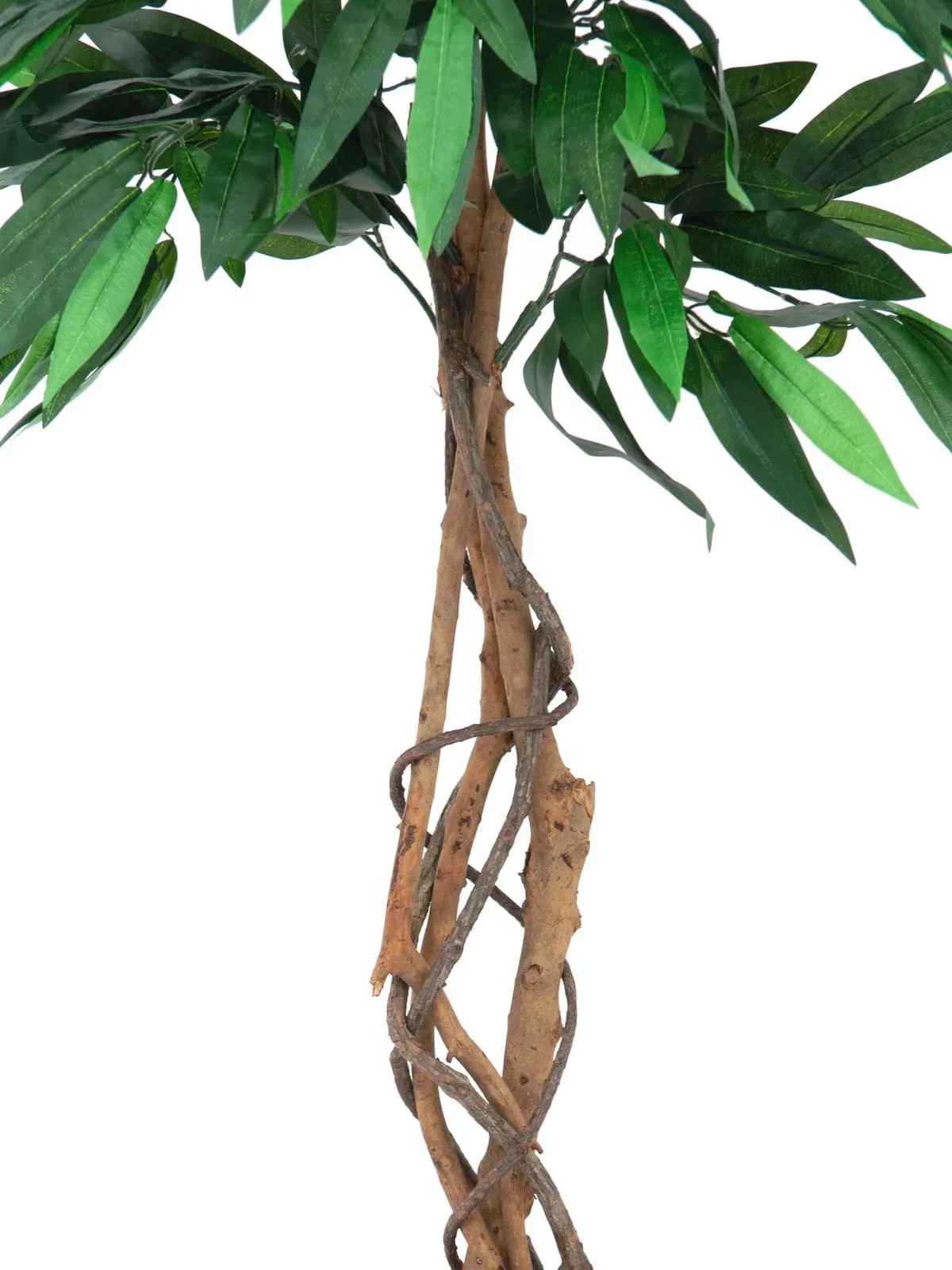 europalms jungle tree mango, 150cm - slika 3