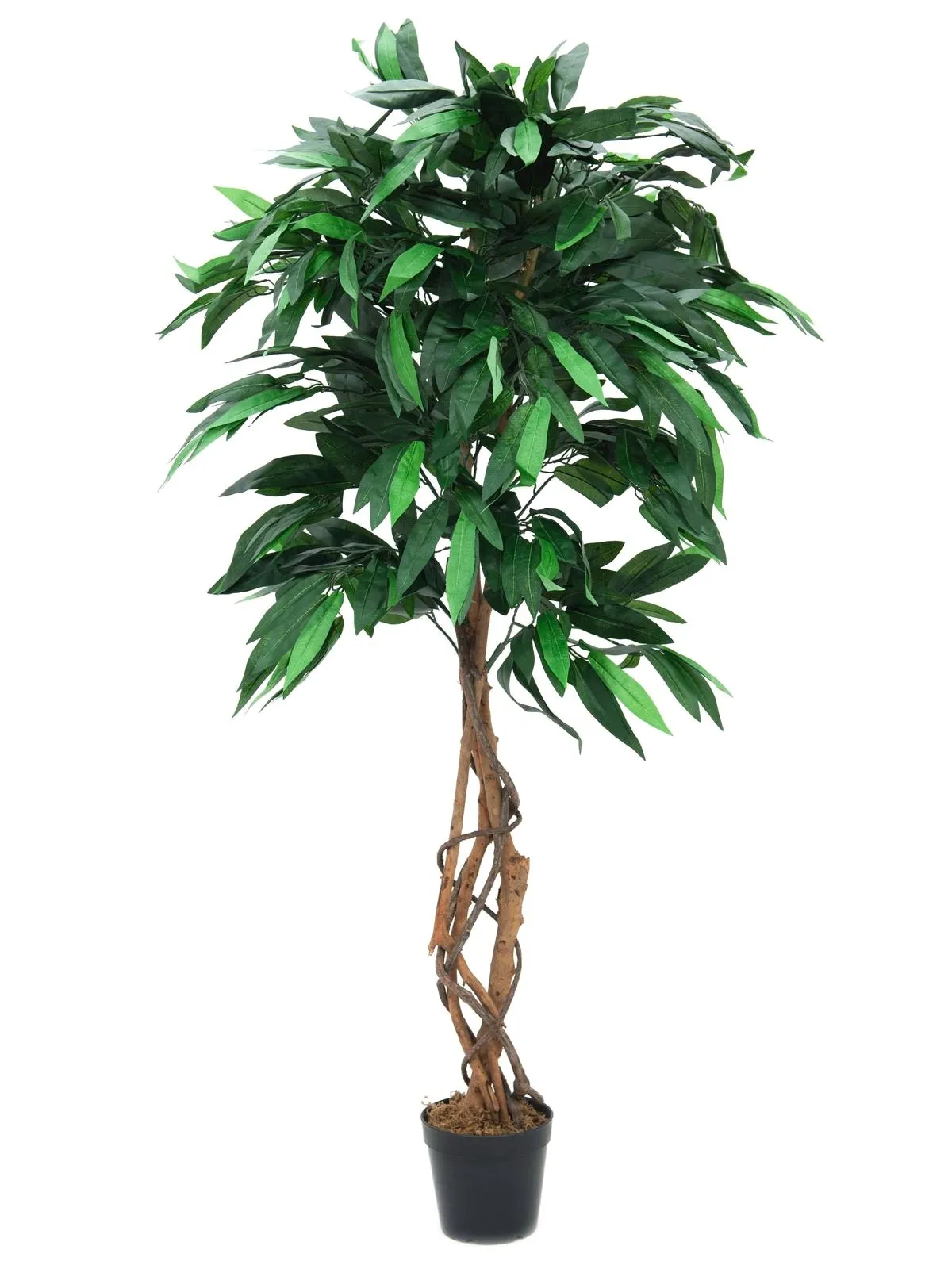 EUROPALMS Jungle tree Mango, 180cm - Križevci