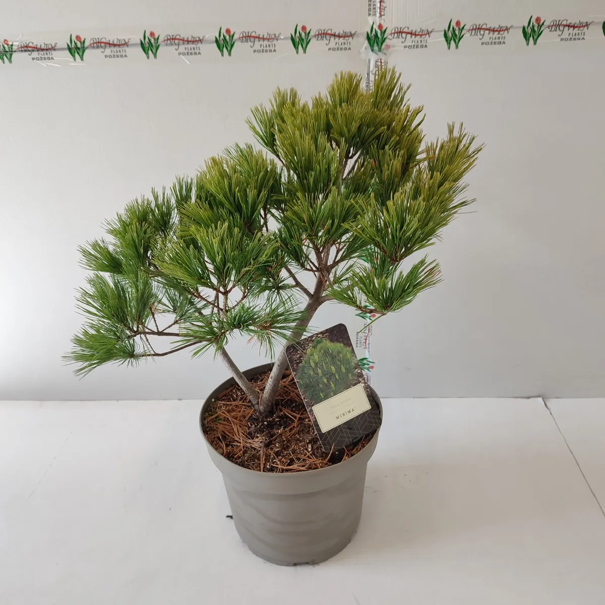 pinus strobus “minima” - slika 3
