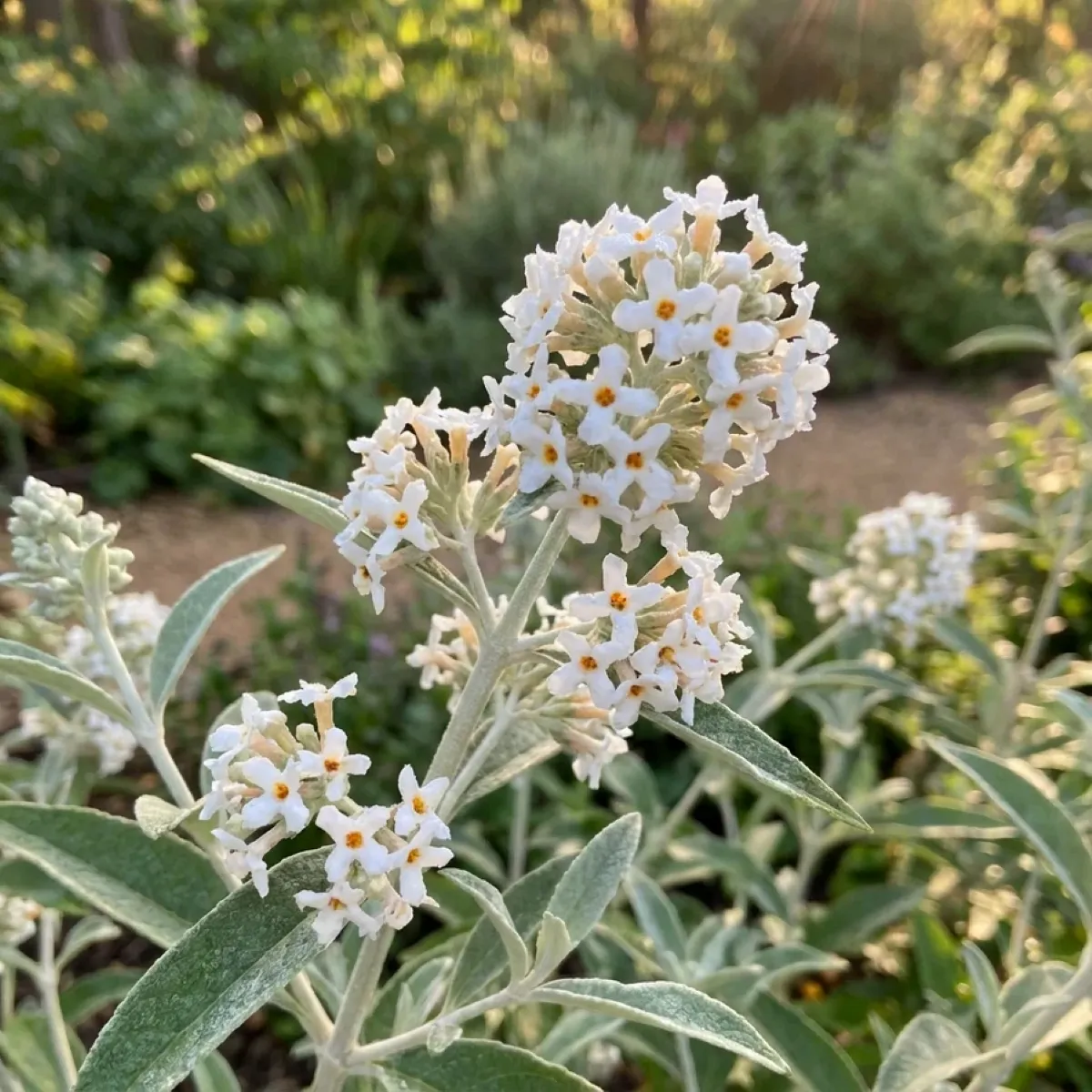 buddleja d. “silver anniversary” - slika 3