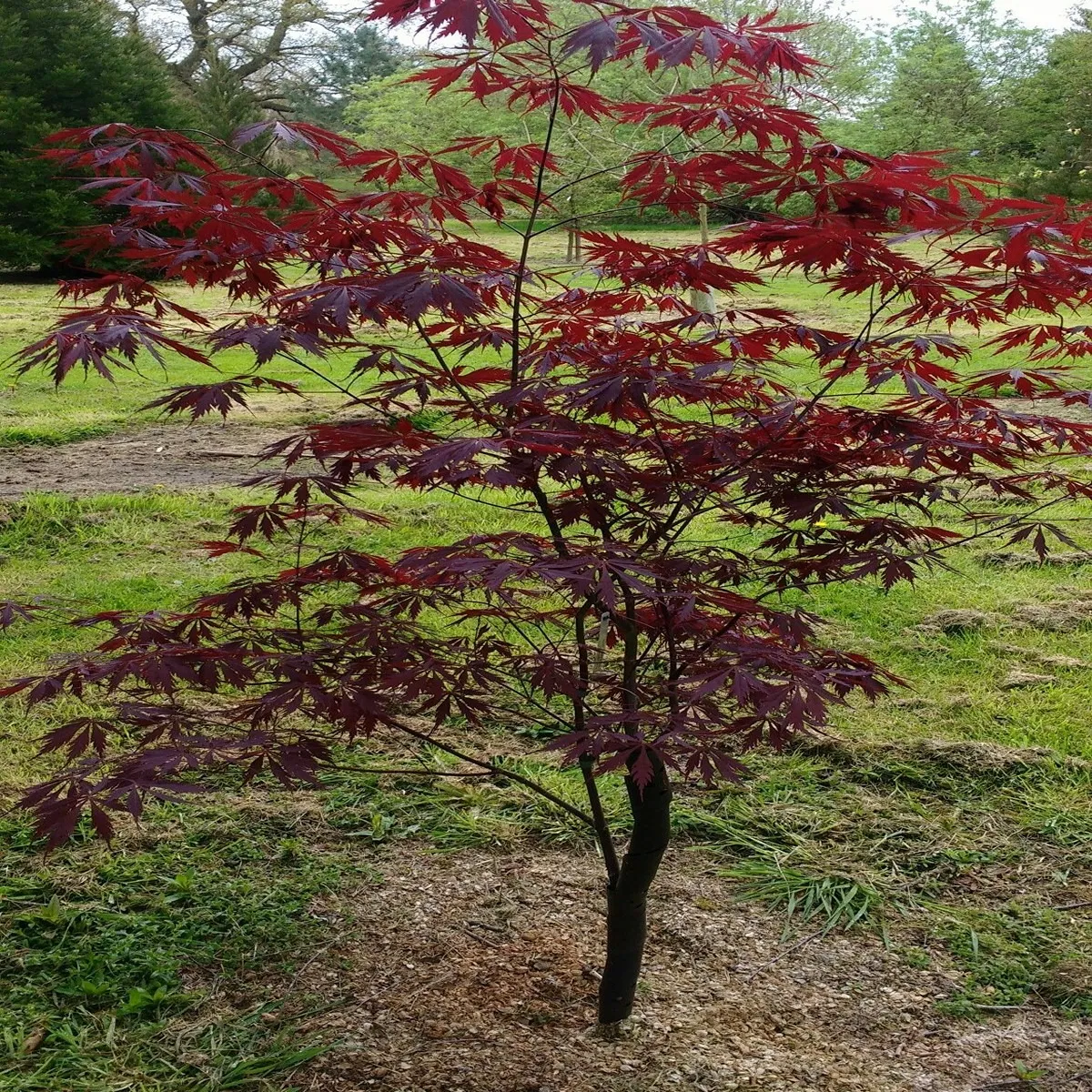 acer palmatum “black lace” - slika 4