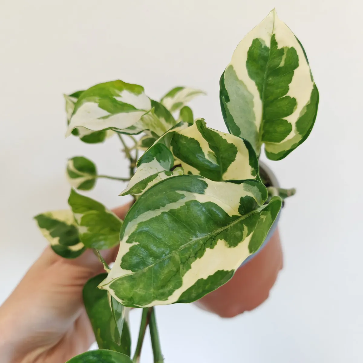 epipremnum aureum “glacier” - slika 2