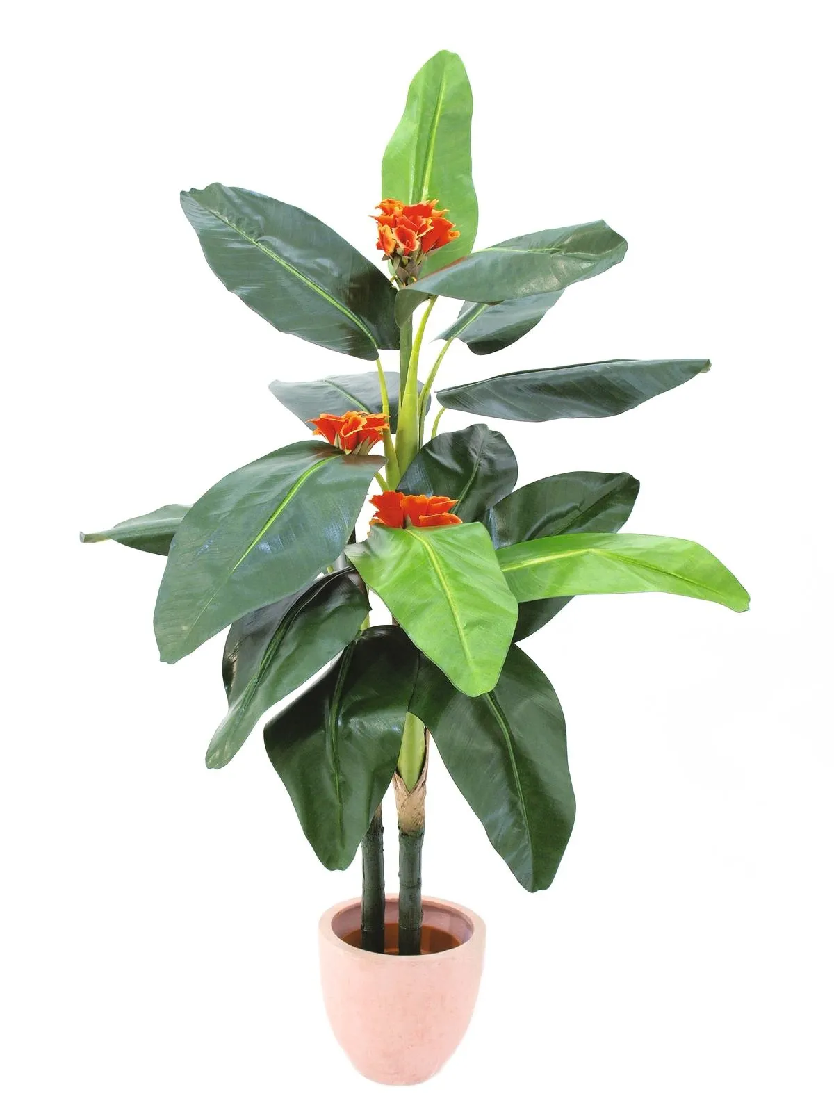 EUROPALMS Tralizia, 150cm - Križevci
