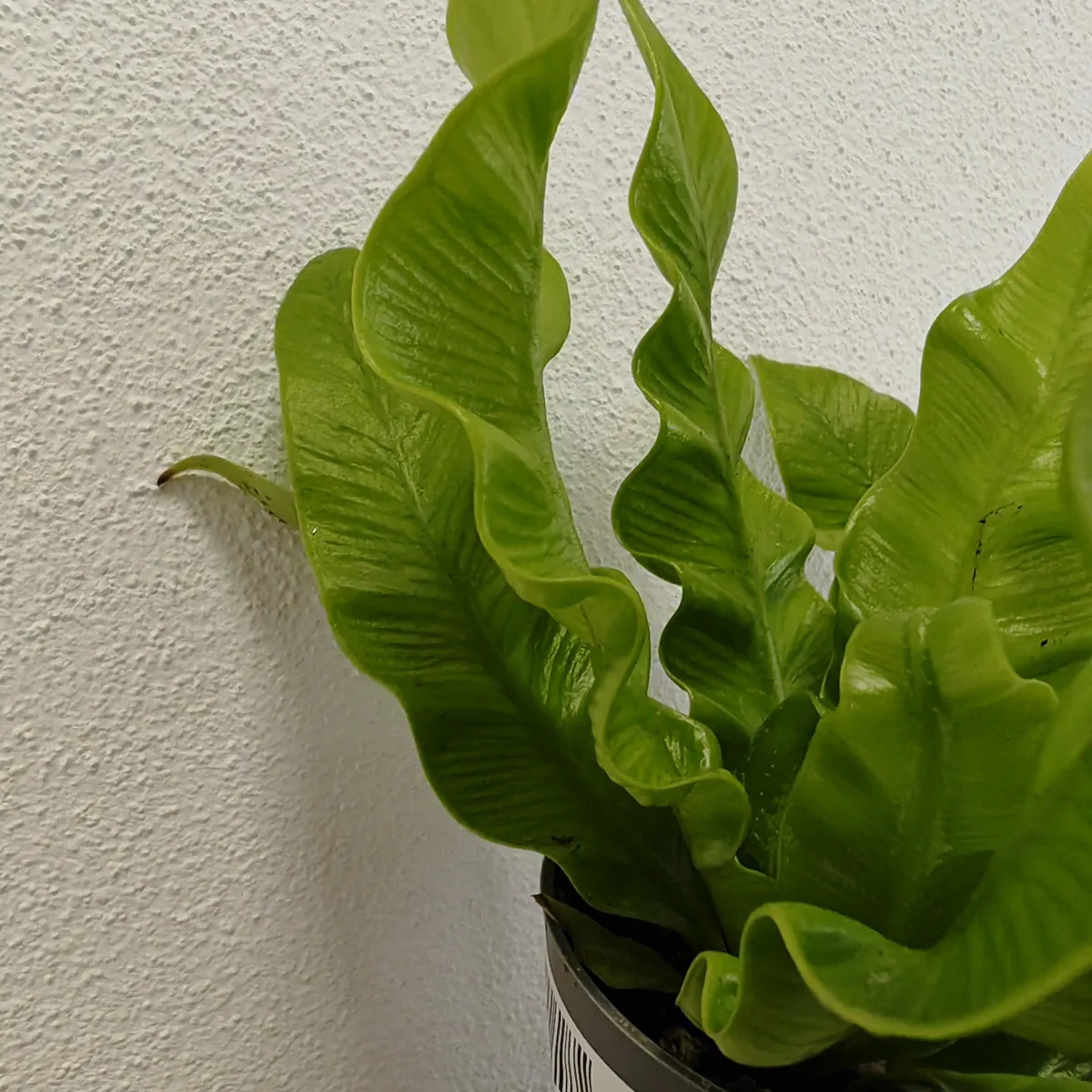 asplenium nidus ‘crispy wave’ - slika 5