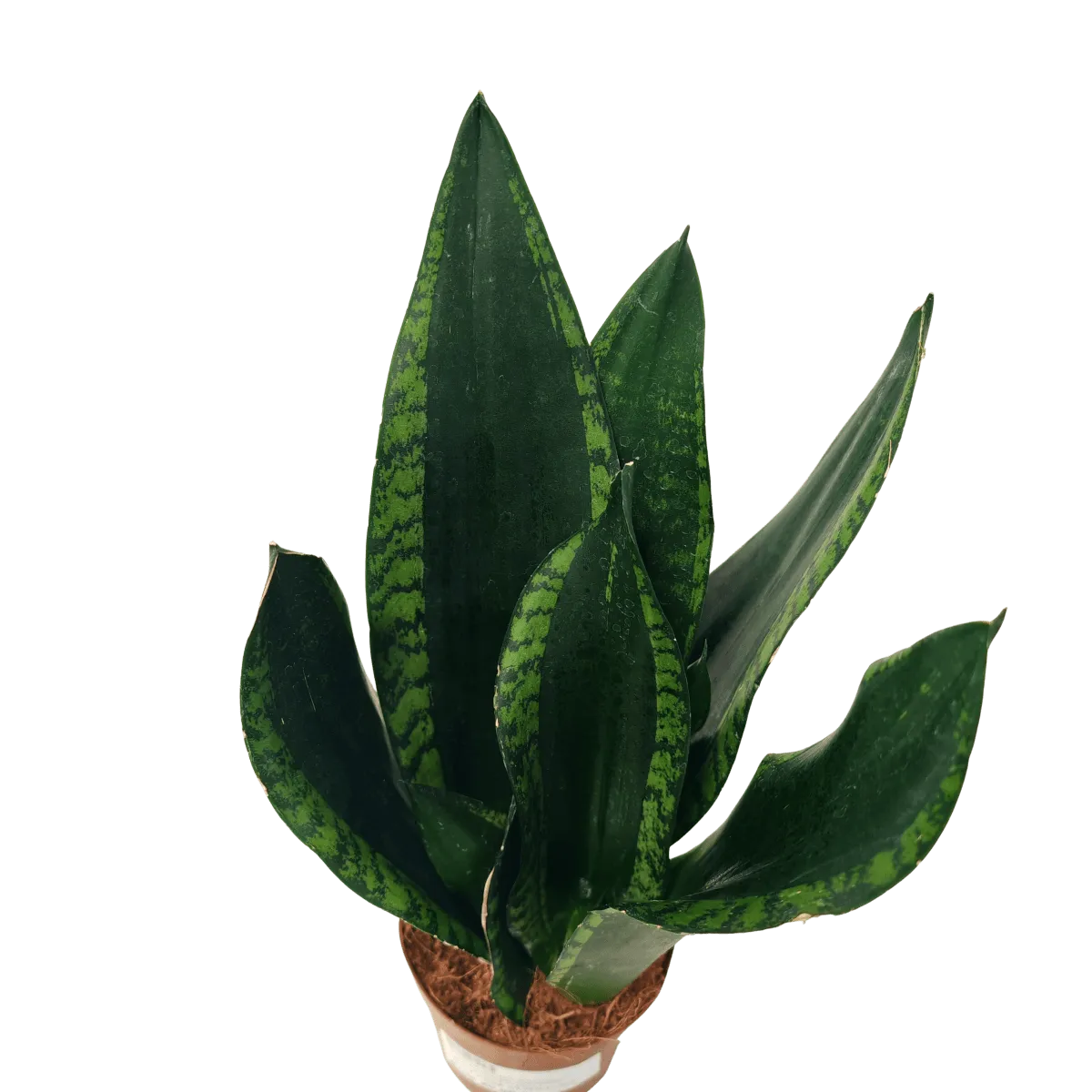 SANSEVIERIA “Silver Flame” - Brestovac